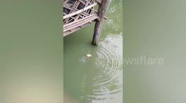 Woman rescues duckling from drowning and revives it with CPR