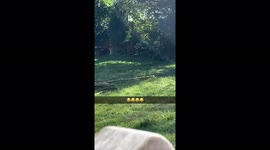 Just casually filming some animals in the garden when one beast of an animal appears!