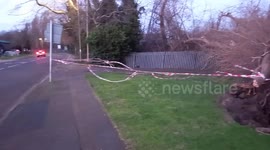 Large tree falls a Cross the road  from primary school