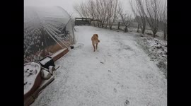 Fun clip of a walk with my dogs in all the snow today from Storm Eunice, North of Scotland.