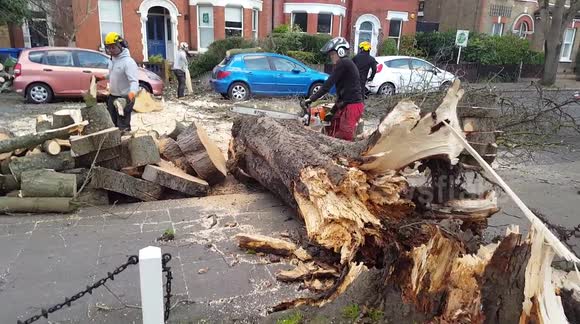 Storm Eunice cleanup: Huge tree blocks road in Dulwich, London