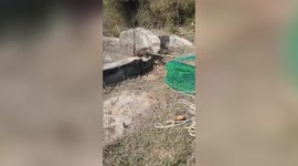 Leopard rescued from well in central India