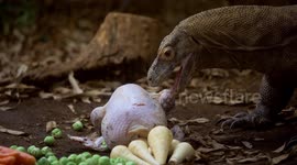 Christmas dinner turkey treat for Komodo dragon at London Zoo