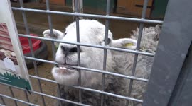 Sheep is chewing metal wire of its enclosure at Vauxhall City Farm - London