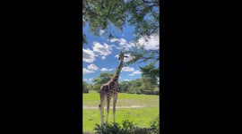 Cute Little Giraffe in Miami Zoo