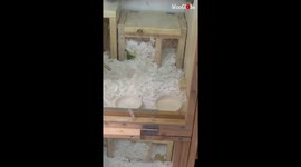 'Slightly clumsy but SUPERORGANIZED hamster picks up the dishes after eating'