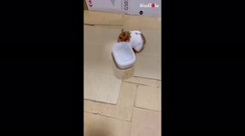 'Cute hamster opens an airtight container in 'record time' 
'