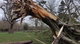 Huge Gigantic Tree uplifted by the roots in Storm Eunice destroyed