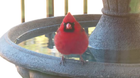 Cardinal stares at me through the window