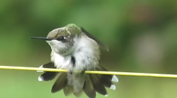 Cute little hummingbird stretching out its wings