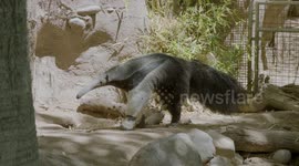 You’ll never look at anteaters the same way after finding out what they bathe in