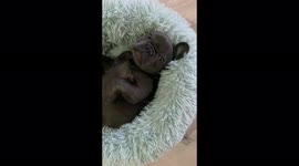 Little bulldog makes mess in apartment