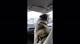 Husky lets out hilarious cry as it 'wants to walk outside'