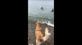 My Golden Retriever saved me from drowning... He was hesitant to save his fur mom!