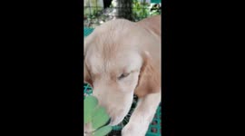 Did I bought a dog or is it a goat? He loves eating moringa leaves!