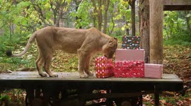 Magnificent lions open Christmas presents in London Zoo, UK
