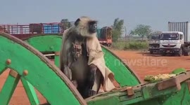 Ingenious monkey uses shawl to protect itself from scorching heat in southern India