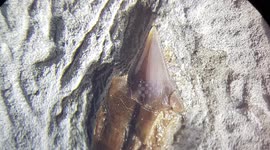 YouTuber finds and prepares 5-million-year-old fossil tooth from a nightmarish shark