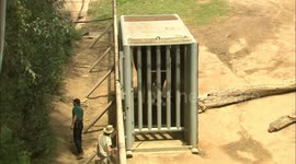 Moving Elephants Is Incredibly Hard But Here’s How Professionals Do It