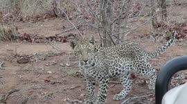 Curious cat: Young leopard stalks safari vehicle to get closer look