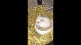 How my micky changed her home. She is feeding her babis in this video 