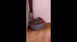 Rabbit found secretly playing in dogs toy box with squeaky toy