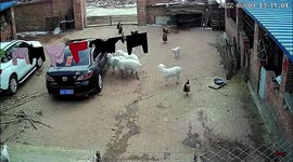 Ram-borghini! Resident's car damaged after sheep repeatedly headbutt it