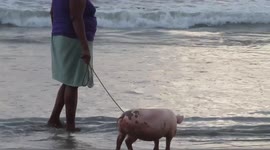 Woman takes pet pig for a walk along beach in Costa Rica