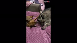 'Raccoon and dog show each other some tough love '