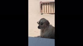 Dog with sunglasses in the beach looking around