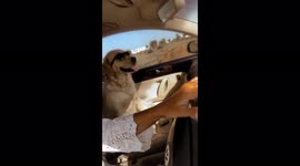Riding car with my dog