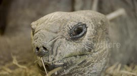 80-year-old turtle visits doctor in Chicago to get healthy and better