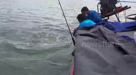 Marine officers remove cable stuck around dolphin's body