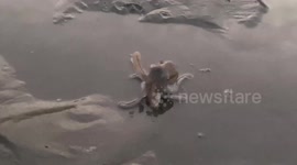 Videos shows octopus washed up on the beach after recent storms