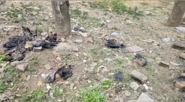 Several Crows has died for infaction in Northern India