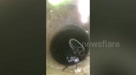 Albino snake stuck in well rescued in southern Thailand