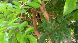 Clever magpies outwit scientists by helping each other remove tracking devices