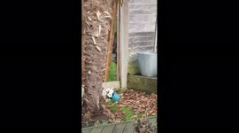 We have a family of deers living behind our back garden in the meadow