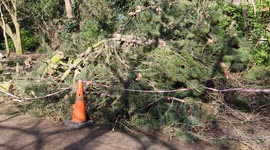 Large Tree that was brought down in storm Eunice finally cleared
