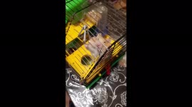 The hamster really does not want to sit in a cage