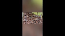 Dozens of Houses and Several Public Facilities Damaged After the 6.2 Magnitude Earthquake in West Pasaman