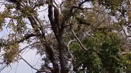 Leopard stays put atop tree for 7 hours to avoid being attacked by tigers in central India