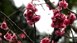 Cherry blossom has begun to add colours to the hilly areas of Nilgiris in South India