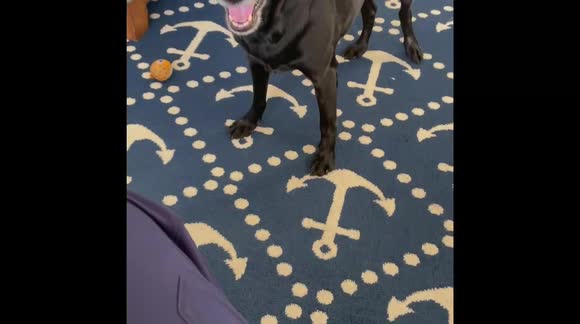 Dog diagnosed with terminal cancer gets a gift from her favorite company