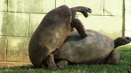Two tortoises humping, making love, having sex or having fun