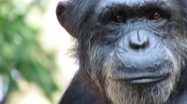 Close-up of a Chimpanzee at the Zoo in Sorocaba, Brazil