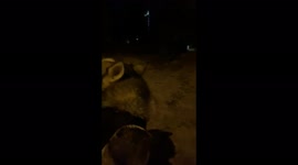 Husky dog on a walk in Kyiv ​​screams from what is happening nearby