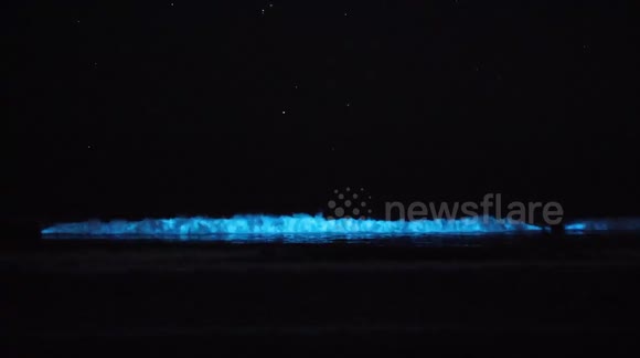 Stunning bioluminesce water in San Diego returns to dazzle and satisfy