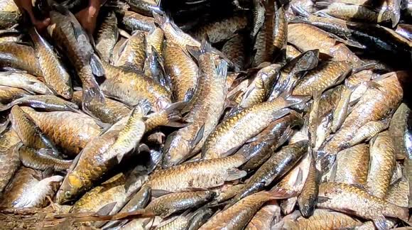 Three tonnes of sacred fish given burial after earthquake, landslides, floods in West Pasaman, Indonesia