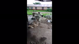 Goats going on each other around the same age after eating fruits...